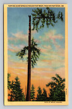 c1938 Linen Postcard Topping Giant Spruce for 200ft Mast picture