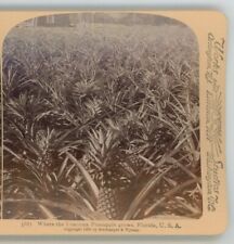 Where Luscious Pineapple Grows Florida Tan Stereoview picture