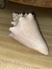 Genuine Natural Queen Conch Seashell Appx. 6” X 3.75” Nautical Ocean Pink picture