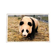 Vintage Postcard GIANT PANDA AT WASHINGTON NATIONAL ZOO  UNPOSTED picture
