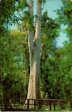 Cypress Tree, Masterpiece Gardens, Lake Wales, FL Postcard picture