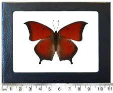 Anaea andria red orange butterfly Arizona USA framed picture
