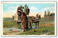 c1910's Feeding A Wild Bear Yellowstone Park WY Animals Haynes Photo Postcard picture