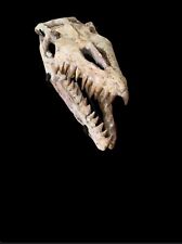 Mosasaur skull Rare Great Dinosau Skull Dinosaur Skul Reptile Skull from Morocco picture
