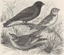 PERCHING BIRDS. Black lark, white-winged & short-toed lark 1894 old print picture