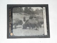 Magic Lantern Glass Slide Last Of A Great Race American Bison California picture