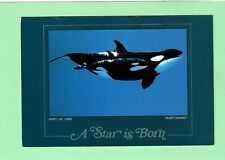 Florida - Sea World - Baby Shamu - A Star is Born September 26, 1985 - Unused PC picture