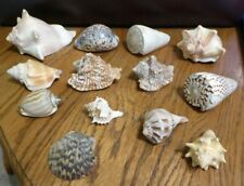 LOT OF 13 VARIOUS SEA SHELLS picture