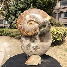 9.74LB TOP Natural Beautiful ammonite fossil conch Crystal specimen heals 815 picture