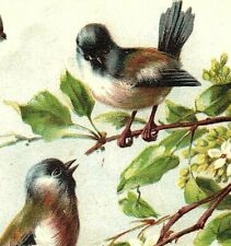 1880's-90's Embossed Victorian Card Beautiful Wild Birds Tree Blossoms 7E picture