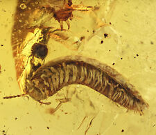 Detailed Millipede and Ant, Fossil inclusion in Burmese Amber picture