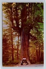 Leggett CA-California, Underwood Park, Drive Thru Tree c1955 Vintage Postcard picture