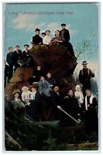 1912 Felling Mammoth Washington Cedar Tree Tourists Family WA Posted Postcard picture