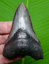 MEGALODON SHARK TOOTH  - 3.95 in. - SHARKS TEETH  - MEGLADONE picture