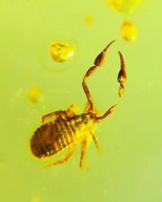 Burmese Fossil amber Insect burmite Cretaceous Pseudoscorpion amber fossils picture