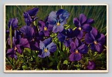 Postcard Purple Viola Flowers, Thor E Gyger Swiss Vintage i2 picture