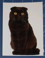 Postcard Scottish Fold Cat 18 Months Old 5.5