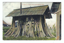 Everett Washington A Home in a Cedar Stump 1908 Vintage Postcard picture