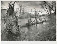 1989 Press Photo Fallen tree near Golden Hill Road Bridge in Lee, Massachusetts. picture