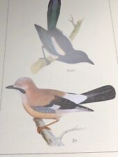 British Birds:  Magpie & Jay Large Bird Print Lyndon Benjamin MORRIS Gift picture