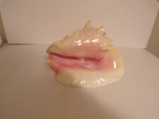 Large Florida Pink Queen Conch Shell 8 1/2