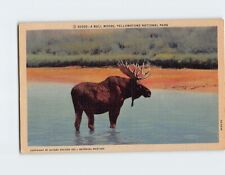 Postcard A Bull Moose Yellowstone National Park USA picture