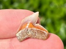 Indonesian Fossil Tiger Sharks Tooth NICE Megalodon Age Indonesia picture