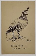 Antique California Quail Bird Sketch Reprint Greetings Postcard Unposted USA picture