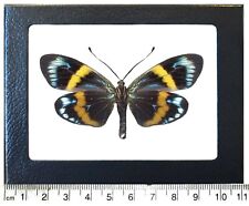 Eterusia repleta verso REAL FRAMED DAY FLYING MOTH BLUE GREEN YELLOW picture