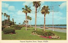 Tampa Florida, Tropical Bayshore Drive Palm Trees Old Cars, Vintage Postcard picture