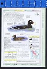 White-Winged & Black SCOTER -- Scientific Bird/Duck Reference Print picture