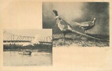 Albany Oregon Steel Bridge Pleasant Birds C-1905 Postcard undivided 20-10767 picture