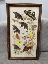Group of 16 Framed Butterfly & Moth Taxidermy w/ Dried Flowers  picture