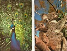 Pair of collectable Animal Antics Greeting Cards - Peacock and Koala Bear picture