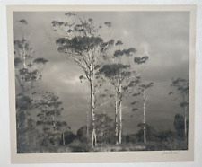 Vintage Original Black & White Photograph -Swamp Cypress Trees -Pencil Signed picture