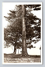 RPPC A Native Tree of the State Park Interlochen Michigan MI Postcard picture