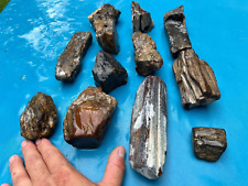 Texas Petrified Wood Lot Highly Agatized Translucent Cabochon Jewelry Material picture