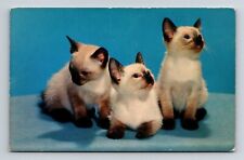 Vtg. 5.5 x 3.5 in. postcard, 3 Siamese Kittens unposted picture