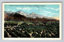 Mt San Antonio CA-California, California Orange Groves Vintage c1925 Postcard picture