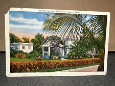 Flame vine, and bougainvillaea Florida postcard picture
