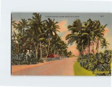 Postcard A Palm Shaded Ocean Drive in Florida USA picture