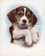 Cute Puppy Dog Vintage Photograph 8x 10 in. picture