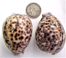 2 Leopard Spotted Cowrie Sea Shells   2 3/8