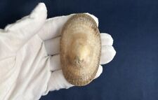 Patella compressa/Cymbula compressa, 71.9mm, true limpet shell from South Africa picture