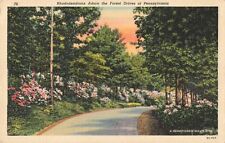 Postcard Rhododendrons Adorn the Forest Drives of Pennsylvania PA picture