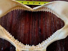 SHARKS JAW REAL TEETH TIGER 12.5 X 6.5 Pristine Shape Carolina Coast picture