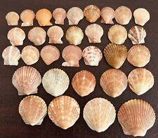 32 Orange Scallop Sea Shells From Sanibel Island, Florida Approx 3/4 To 2 Inches picture