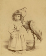 1889 Cabinet Card Photo ID Girl Poses with Taxidermy Stork Minneapolis, MN picture