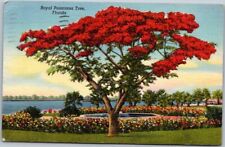 Royal Poinciana Tree Florida 1945 Posted West Palm Beach VTG Linen Postcard B5 picture