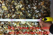 2.2lb 50-70pcs Natural Ammonite Shell Fossil Quartz Crystal Specimen Madagascar picture